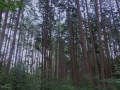 檜林