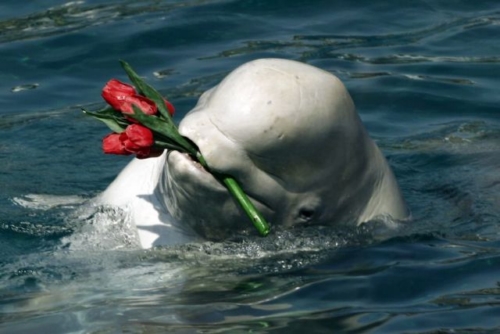 イルカ「お花をあげるよ」