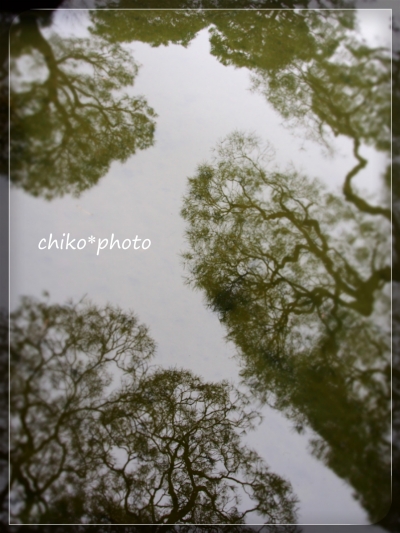 photo-610 水面に映る木々