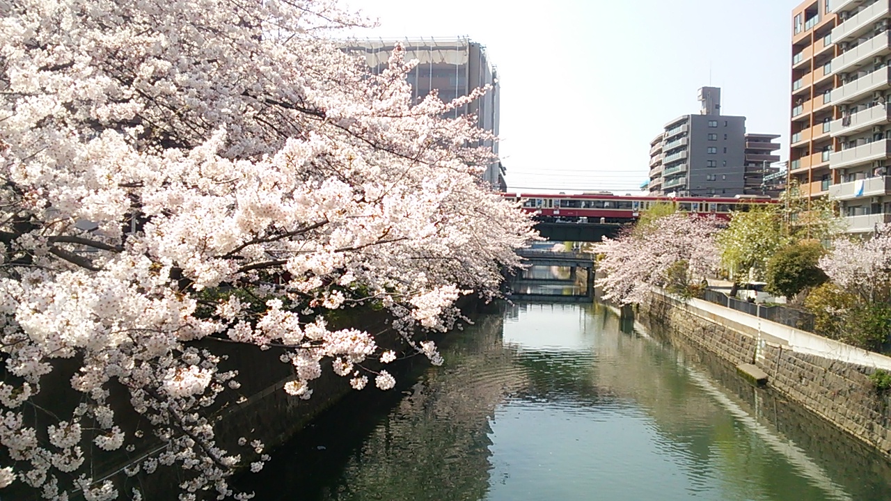 2015桜