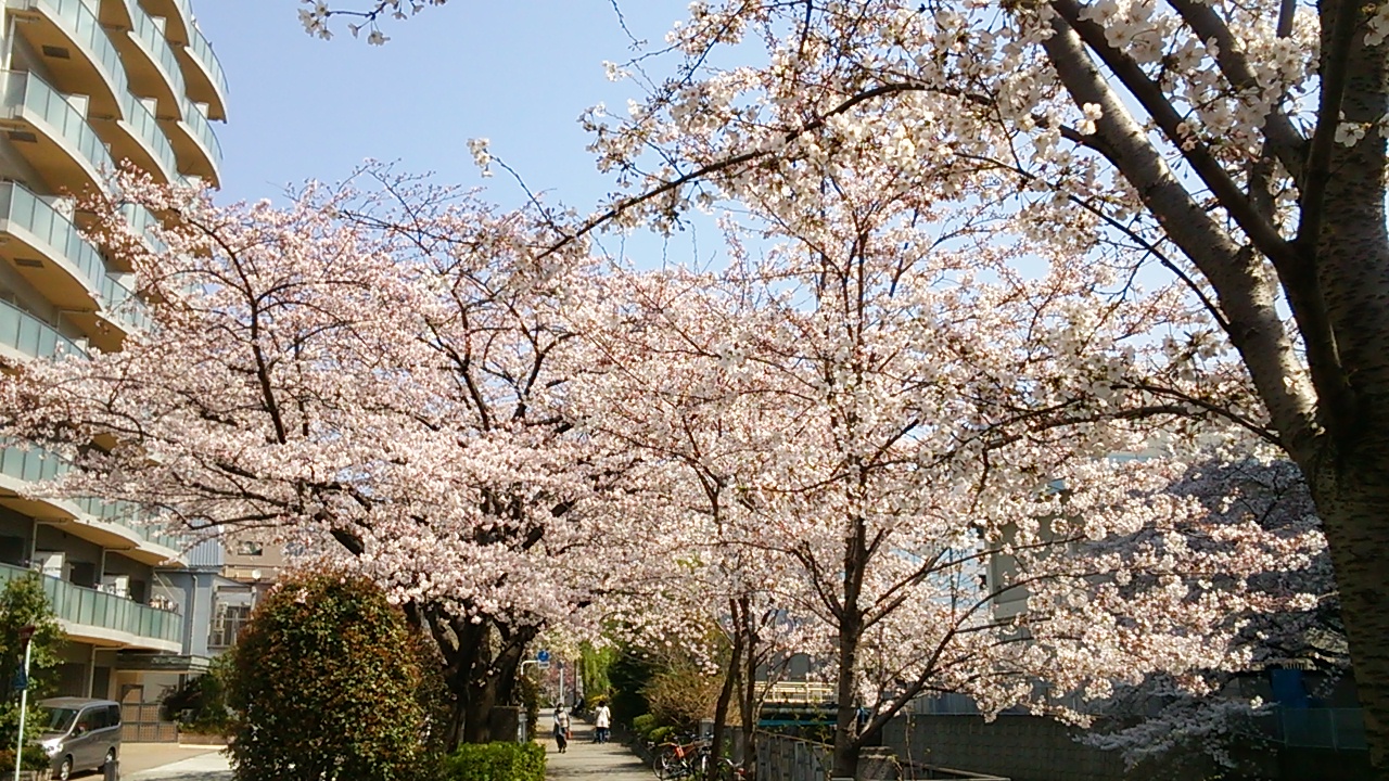 2015桜６