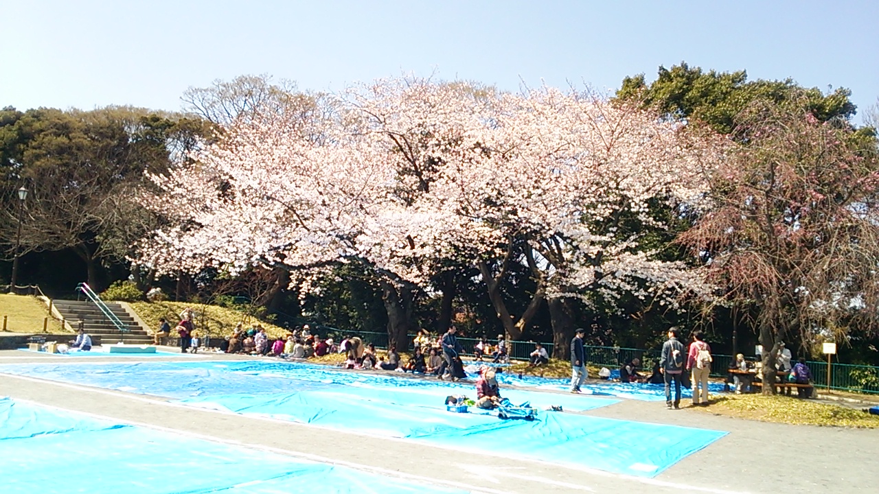2015桜２３