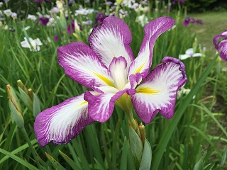 知立公園　花しょうぶ　紫