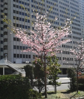 都庁桜