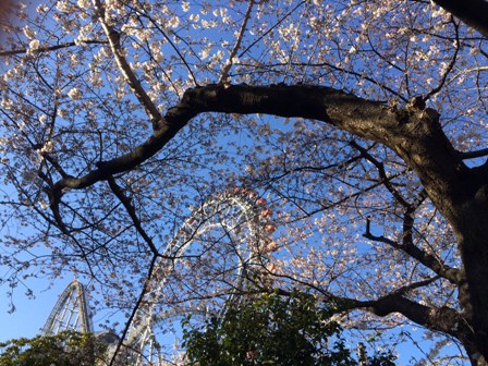 遊園地桜