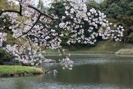 水辺桜