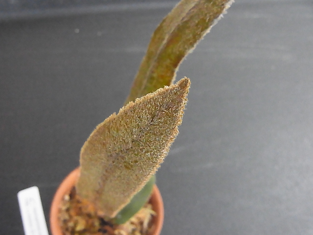 Elaphoglossum splendens2