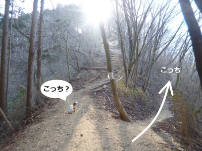 伊豆ヶ岳20150109