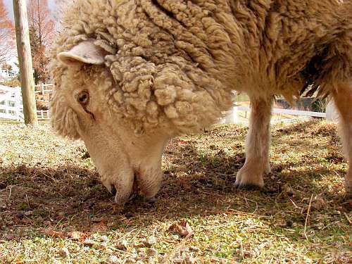 草を食べてるヒツジ（六甲山牧場）