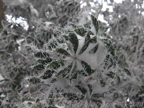 針状の霧氷（樹霜）に覆われたアセビ