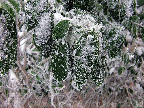 常緑樹のアオキも樹霜に覆われ寒そう