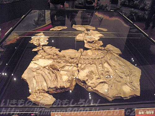 コンカベナトール・コルコヴァトゥスのホロタイプとなる産状化石の実物
