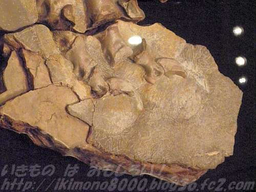 「肉球」の跡が残った化石