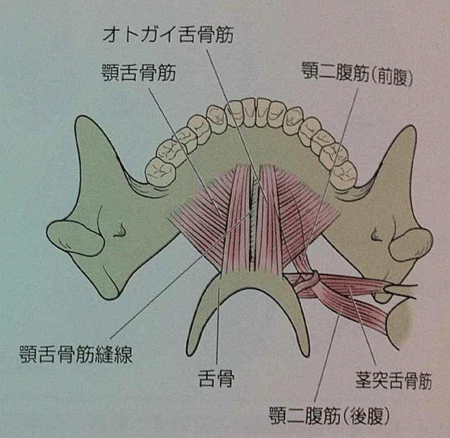 舌骨筋２