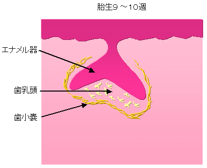 歯胚２