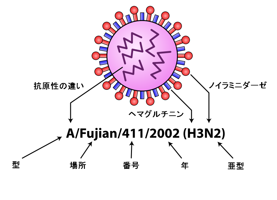 InfluenzaNomenclatureDiagram-jp.png