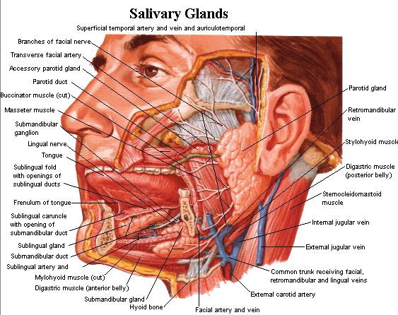The_salivary_glands_digestive_anatomy.gif