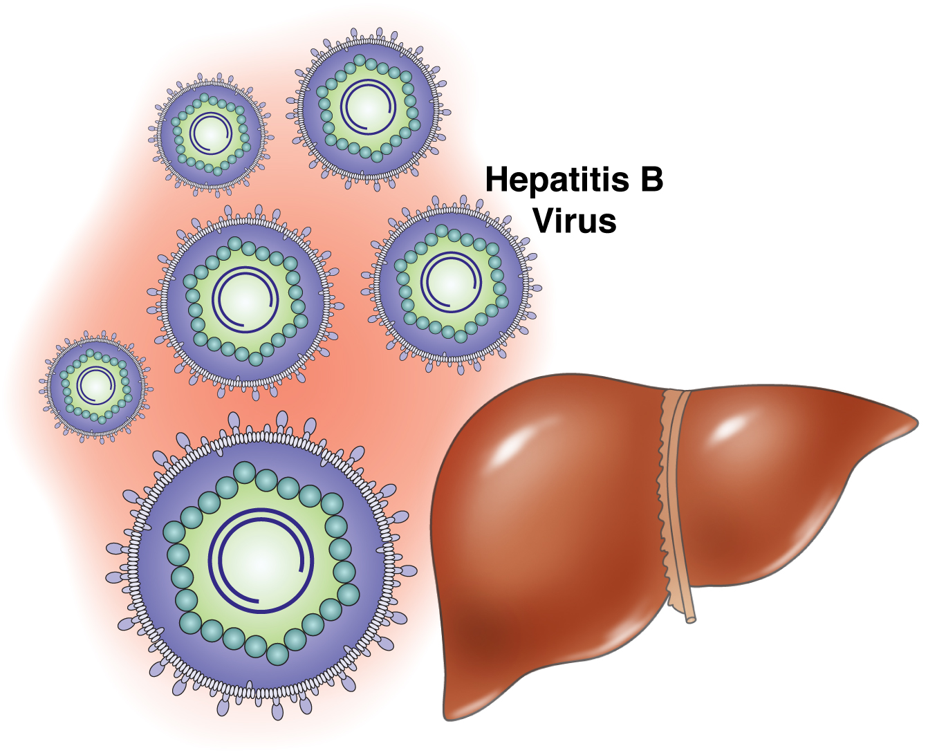 What-is-hepatitis-b.jpg