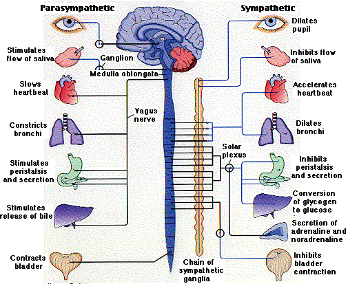 autonomic_nervous_system.png