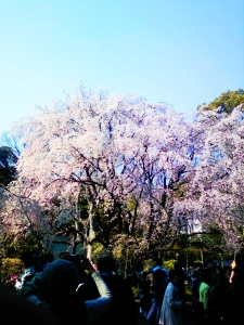 六義園の枝垂れ桜の写真