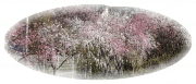 20150403桜1
