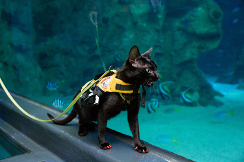 298876_Cat_Ninja_enjoys_SEA_LIFE_Sydney_Aquarium_Cat_Aquarium_and_Kitty_Snorkel_Experie