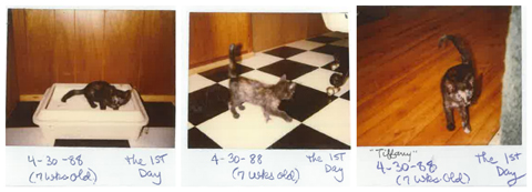 Polaroid-Collage-oldest-cat-tiffany_tcm25-371457
