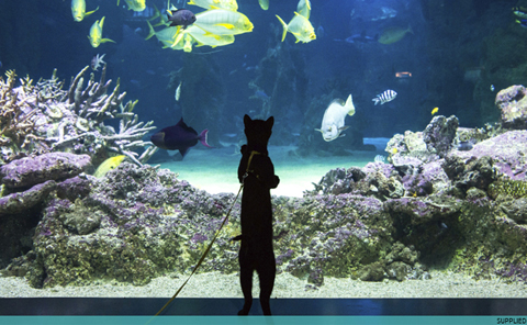 sealife-cat-aquarium-628