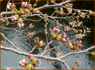 20150322 　桜　３　　春を見つけ