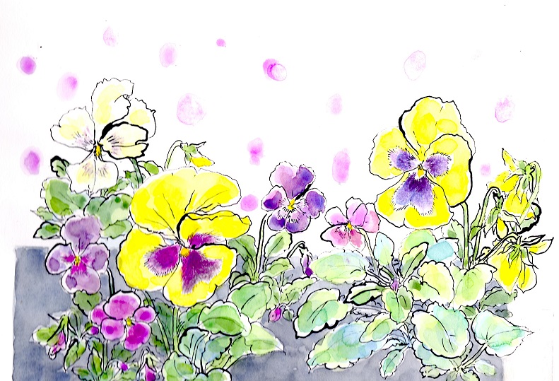 智子のイラストルーム 私の描く世界の街角 花のイラスト パンジー Illustration Sur La Pensee