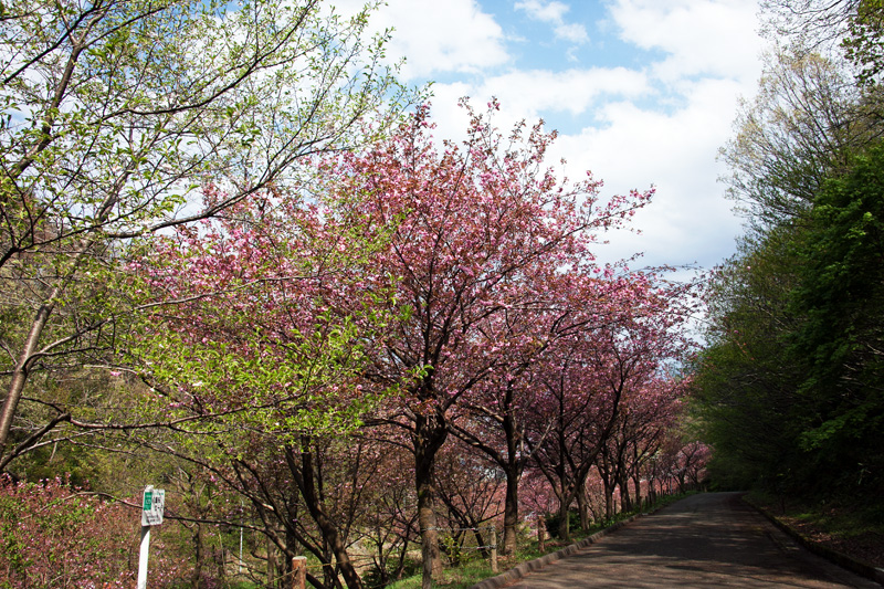 八重桜ロード