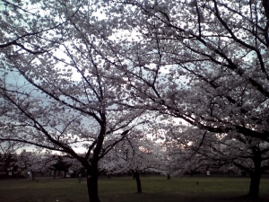 大泉緑地の桜 2015 桜広場（朝焼けと桜 その1）