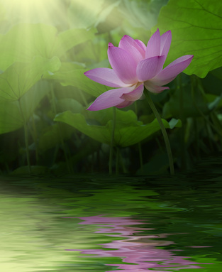 lotus.jpg