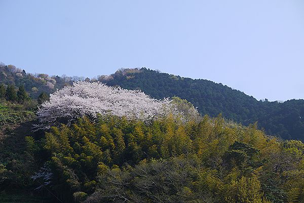 桜１２
