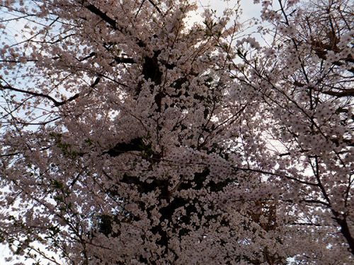 桜2015_03