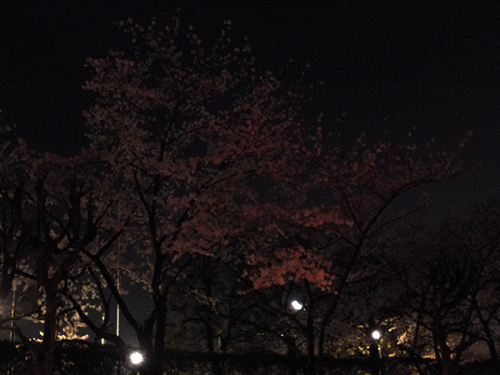 桜2015_12