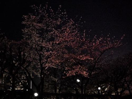 桜2015_16