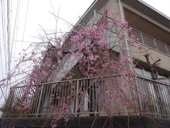 桜十景のひとつ、公民館のふれあい桜です。